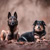 Photo du profil Instagram @dogmotion06 de Théo, Dog Motion