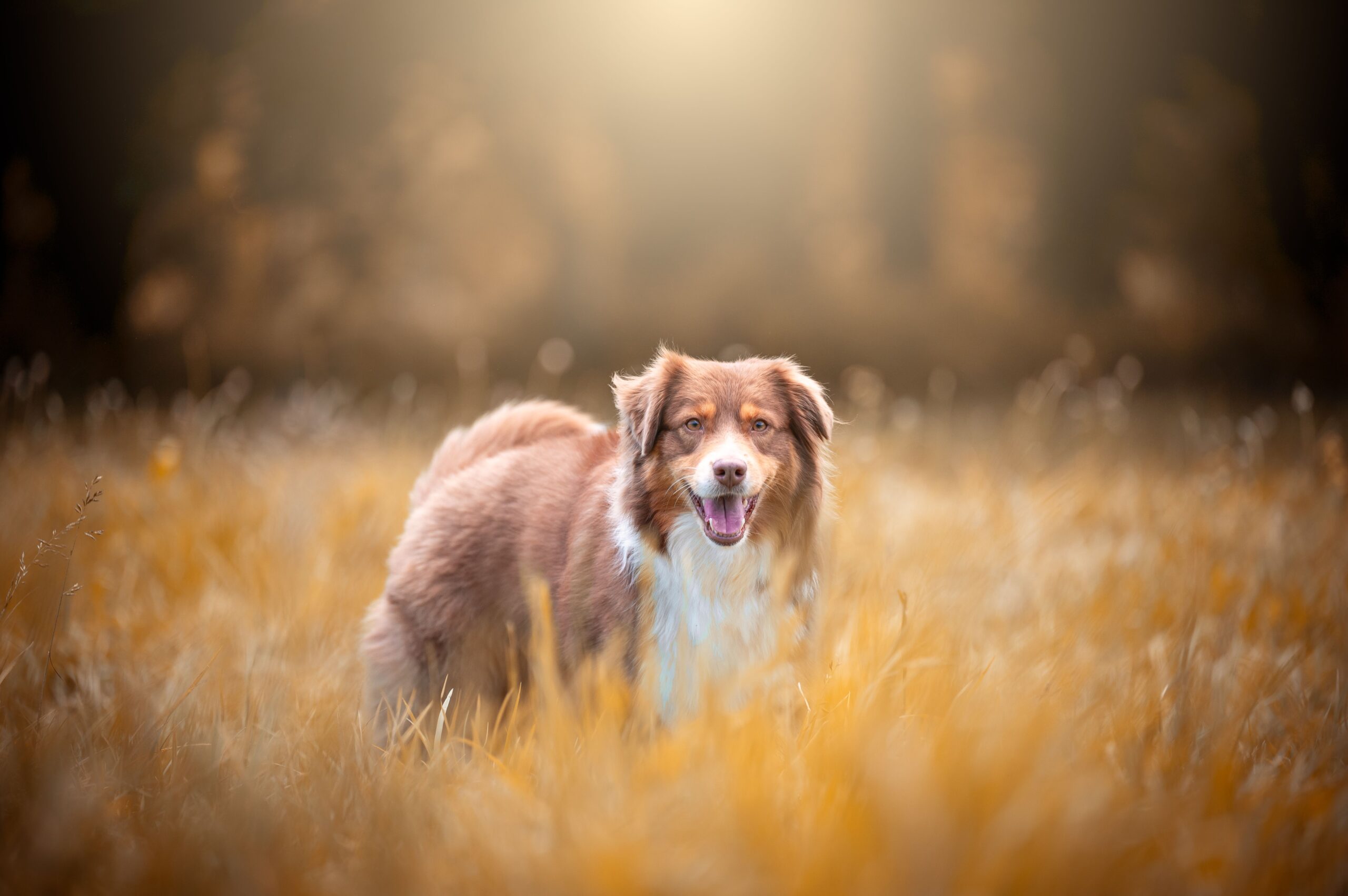 Chien dans une prairie