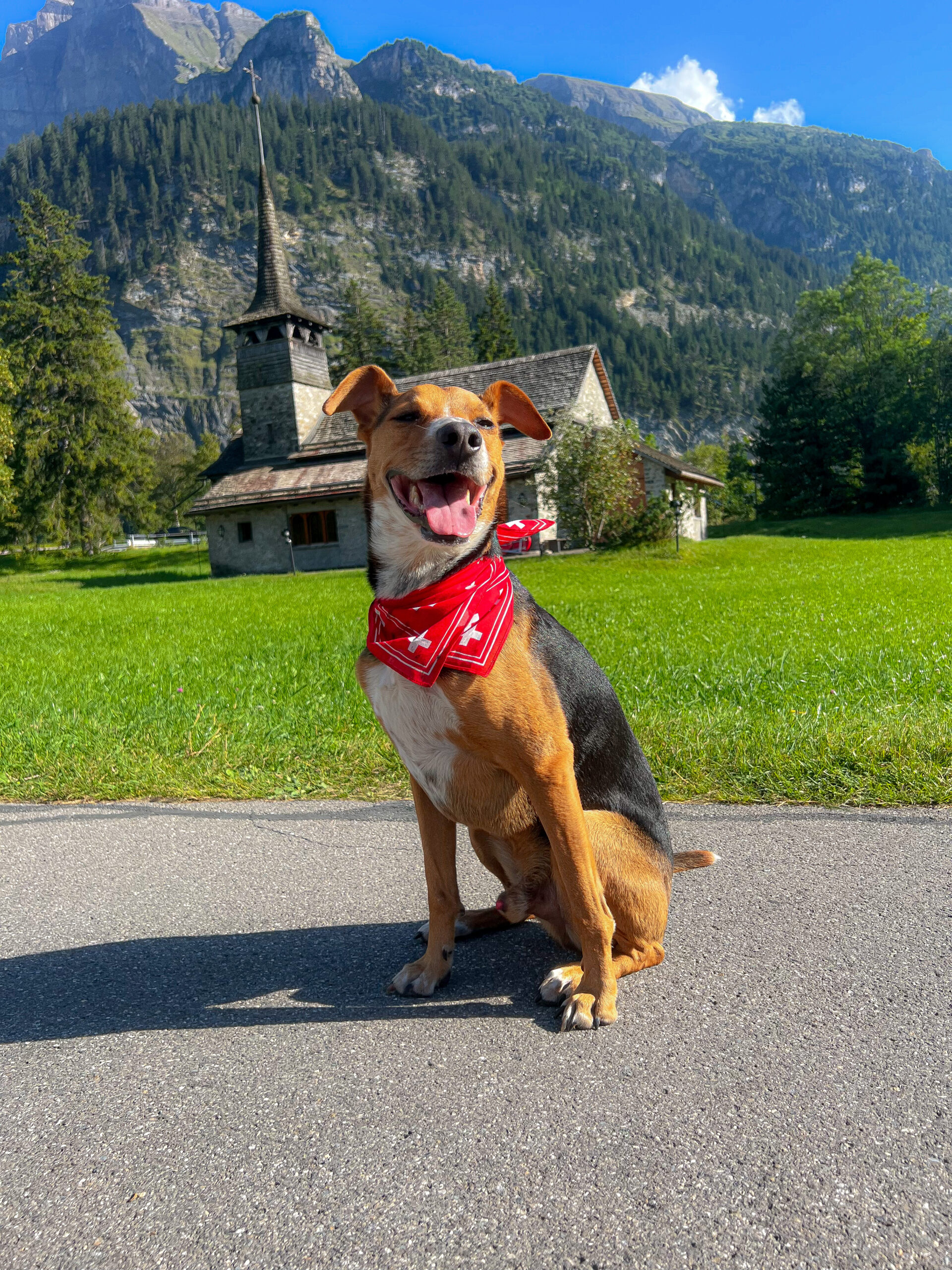 Chien heureux en Suisse